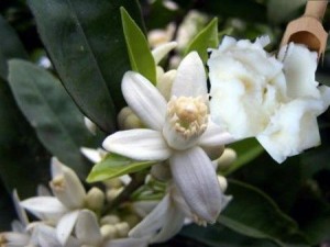 fiori karitè (fonte sanawell.it)